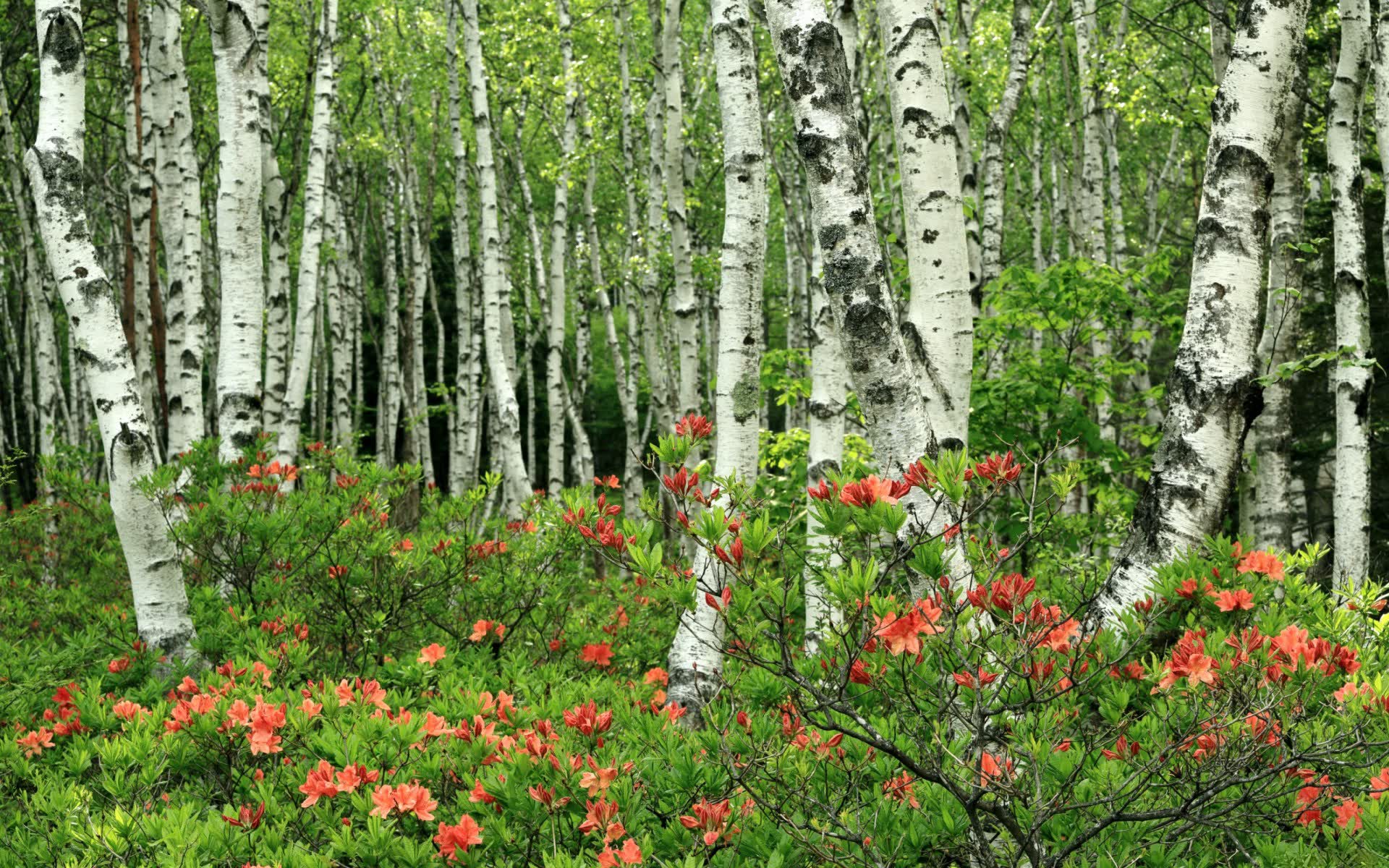 世界游泳接力技术统计平台数据安全强化公告，游泳接力赛世界纪录